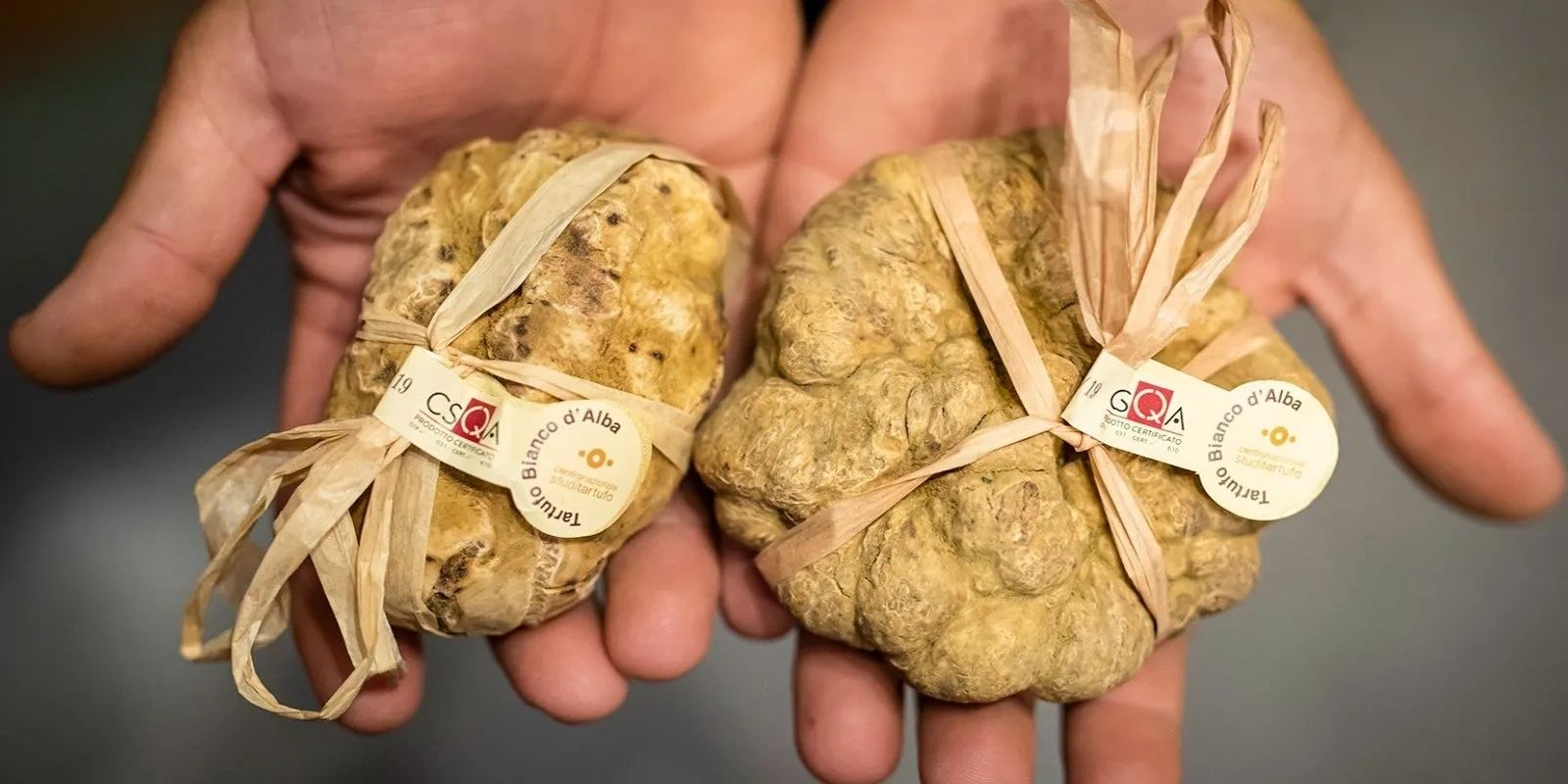 為什麼一顆ALBA白松露在拍賣會上，能夠以數百萬到上千萬的天價賣出？